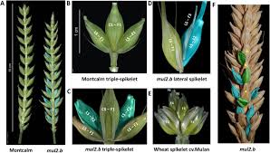 Places dungun, terengganu, malaysia business service khairol fiber group sdn bhd. The Barley Mutant Multiflorus2 B Reveals Quantitative Genetic Variation For New Spikelet Architecture Biorxiv