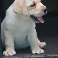 See more of online home delivery pet shop on facebook. First Online Pet And Farming Animals Birds Store
