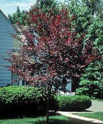 Check spelling or type a new query. Flowering Plum Tree Pictures And Features