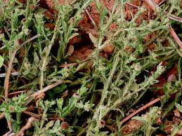 Image result for Sphaeranthus peduncularis