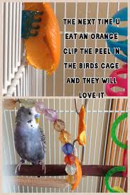 Bird Doesn T Care About Being Eaten Pet Bird Cage Ideas Cool Idea For Someone Else S Bird Mine Hates Everything Little Stinker Pet Bird Cage Budgies Bird Parrot Toys