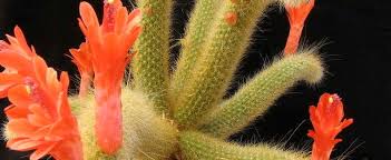 The monkey puzzle can be grown from seed. Cleistocactus Species Monkey S Tail Cleistocactus Winteri Subsp Colademono