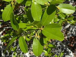 Image result for Manilkara