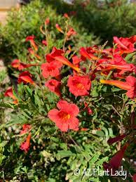 Remove seed heads after flowering, then scatter in new areas to expand population. Red Flowers Archives Desert Gardening 101