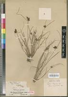 Image result for Pycreus aethiops