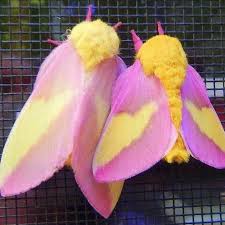 Butterfly is just a really good song that needs to be given more of a chance (many people may compare them to red hot chilli peppers or limp bizkit). Stream Crazy Town Butterfly By ð˜£ð˜ºð˜¨ð˜°ð˜¯ð˜¦ ð˜³ð˜¦ð˜¤ð˜¦ð˜ªð˜·ð˜¦ð˜³ Listen Online For Free On Soundcloud