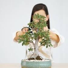 Kết quả hình ảnh cho cay canh nghe thuat bonsai