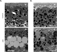 Degradation of Photoreceptor Outer Segments by the Retinal Pigment  Epithelium Requires Pigment Epithelium-derived Factor Receptor (PEDF-R)