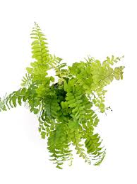 Image result for Adiantum hispidulum