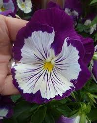 We at euroflorist are proud to be active in a field where we are able to deliver not only your flowers almost 10,000 florist experts in germany deliver your bouquet with your very personal message every day. 10 Edible Flowers Ideas Edible Flowers Flowers Perennials