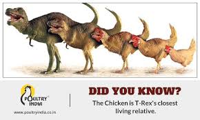 Did You Know Chickens May Actually Be The Closest Living Relative Of The Largest And Scariest Predatory Dinosaur Fun Facts Wtf Fun Facts Did You Know Facts