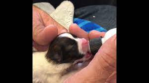 Newborn Shih Tzu Puppies Bottle Feeding Youtube