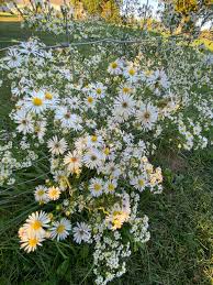 Image result for Xyris asterotricha