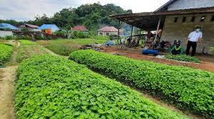 Acara tax gathering dihadiri gubernur kaltara. Holtikultura Kaltara News Portal Kaltim Sbk Indeks Biaya Keluaran Yang Disusun Pada Keluaran Output Sejarah Dunia