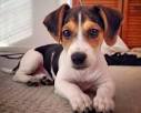 Jackabee (Jack Russell and Beagle Mix) – Behavior ...