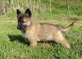 Directory of dog breeders with puppies for sale and dogs for adoption. Belgian Tervuren Puppies For Sale Adoptapet Com