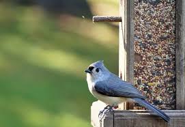 All birds don't like to hit things when they are landing and fishing line will not hurt them, only surprise them. How To Attract The Tufted Titmouse Backyard Birding Tips