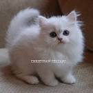 teacup Persian Kittens| Jacksonville, Neptune Beach, Florida