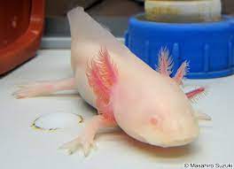 えっちだぜ やったぜ ほもぉ うれしいな やったぜ さすがだ. ãƒ¡ã‚­ã‚·ã‚³ã‚µãƒ©ãƒžãƒ³ãƒ€ãƒ¼ Ambystoma Mexicanum