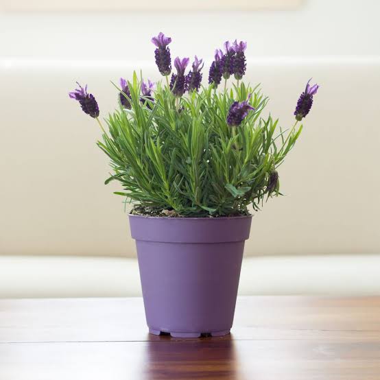 Lavender 