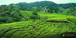 It rains often in the cameron highlands, so you should probably take an umbrella with you as well. Cameron Highlands Malaysia Eine Teeplantagen Mossy Forest Tour