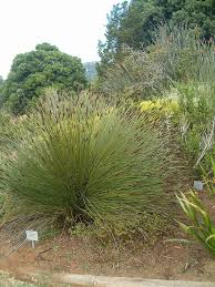 Image result for Restionaceae