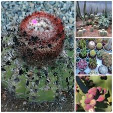 Cactus belongs to the family cactaceae. Unknown Cactus 6 Interesting Facts