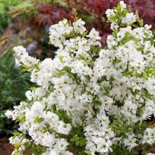 Exochorda Racemosa Niagara Arbuste Fleurs Blanches Jardinerie