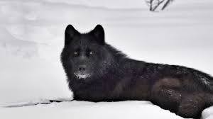 239553 views | 147187 downloads. Black Wolf 4k Wallpapers Top Free Black Wolf 4k Backgrounds Wallpaperaccess