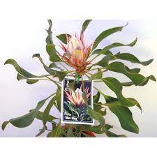 200mm Protea Cynaroides Mini King Native Garden Plants Protea