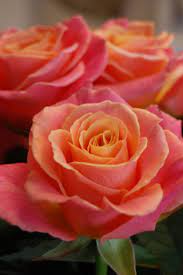 Miss Piggy Rose In Rustic Rose Http Www Rusticrose Co Uk Beautiful Rose Flowers Love Flowers Beautiful Roses