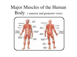 The size of the muscle can be used to muscles are the only tissue in the body that has the ability to contract and therefore move the. Ppt Major Muscles Of The Human Body Anterior And Posterior View Powerpoint Presentation Id 1194566