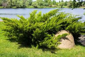 Image result for Juniperus