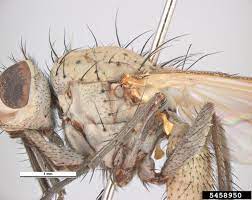 Delia antiqua (sq) especie d'insecto (an); Onion Maggot Delia Antiqua Diptera Anthomyiidae 5458950