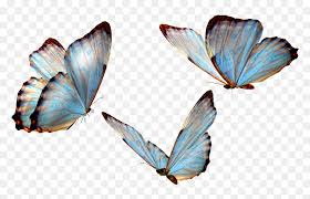 Download transparent butterfly png for free on pngkey.com. Flying Butterfly Transparent Butterfly Png Png Download Vhv
