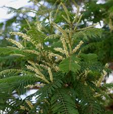 Image result for Acacia polyacantha