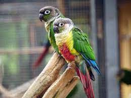 Auch molinasittich wei wei wurde so verstümmelt. Www Zootierliste De
