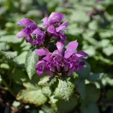 Image result for Brillantaisia lamium