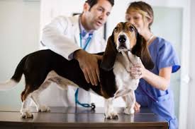 Through our low cost veterinary services, we help you keep your beloved pet. Low Cost Pet Vaccinations In Killeen