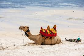 Huge collection, amazing choice, 100+ million high quality, affordable head in the sand stock photos and images. Free Photo Camel Lying On The Sand Against The Backdrop Of The Ocean And Boats