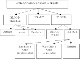 Circulatory System Qld Science Teachers