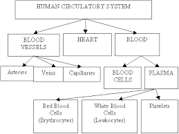 circulatory system qld science teachers