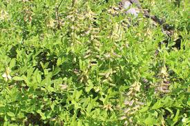 Image result for Crotalaria comosa