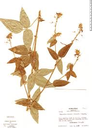 Image result for Desmodium nicaraguense