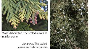 The eastern redcedar tree is a common sight throughout most of the plains states and eastern united states on road cuts, in fence rows, and scattered across abandoned fields — especially where limestone soils are present. A Cedar By Any Other Name Mountain Plover