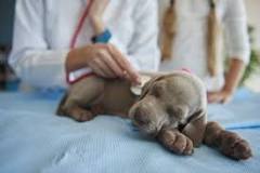 Image result for how expensive is the treatment for parvovirus in dogs and 2015