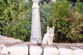 Stray Cat On The Greek Island Of Hydra Portrait High Resolution Fine Art Photo For Download And Printin In 2020 Cat Photography Greece Photography Animal Photography