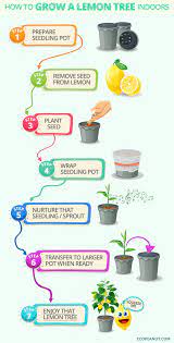 How are meyer lemons used as a food? 24 Projects To Try Ideas Citrus Tree Indoor Indoor Lemon Tree Citrus Trees