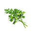 Parsley