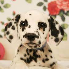 Dalmatian Puppy Dalmatian Puppies For Sale Dalmatian Puppy Puppies
